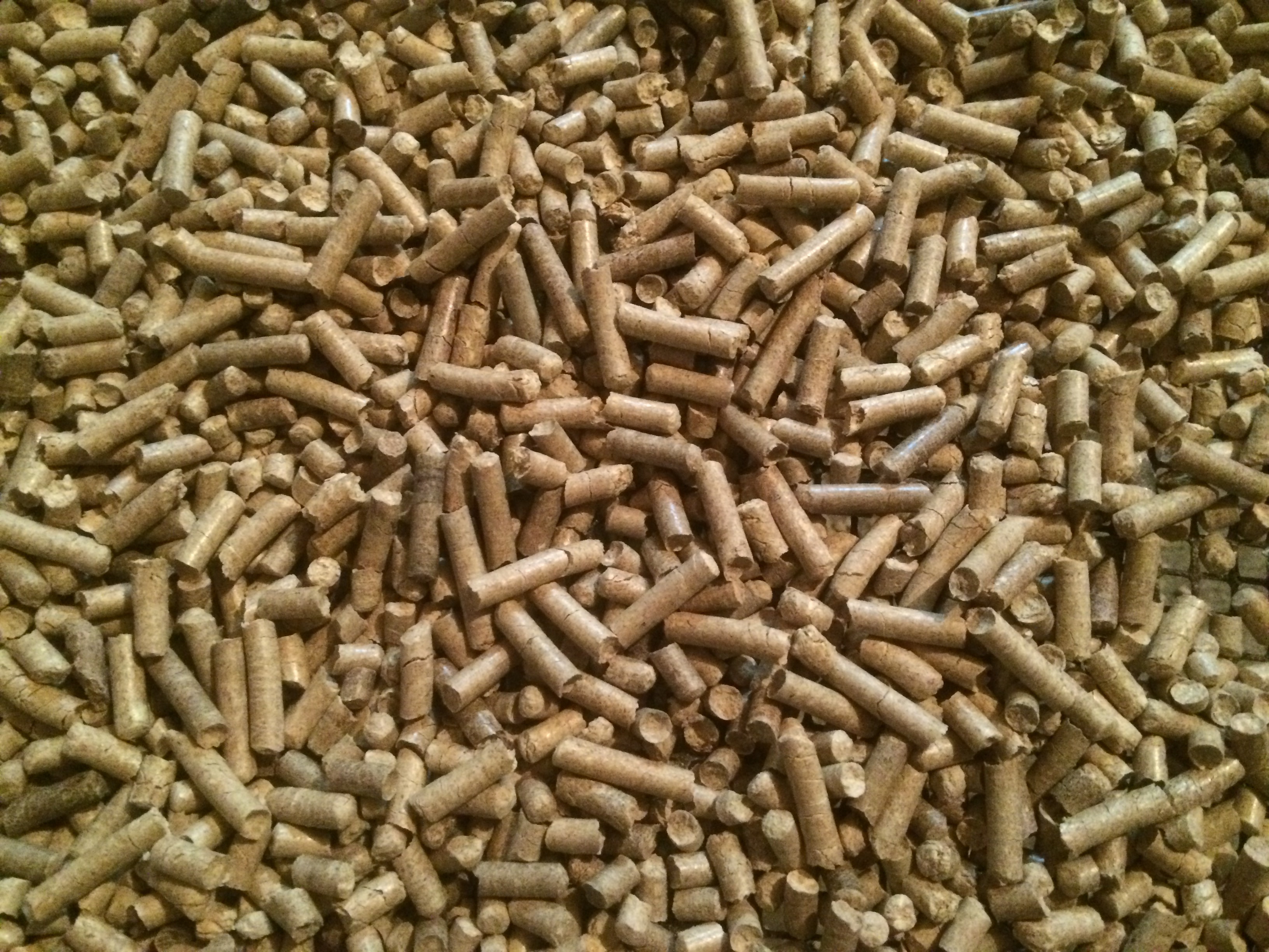 ForumEA/P/pellet pino.jpg